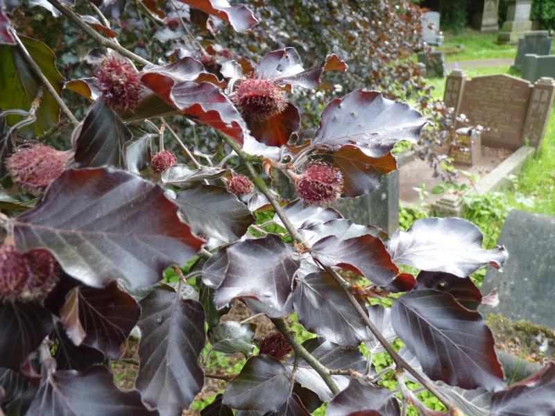 copper_beech_012.jpg